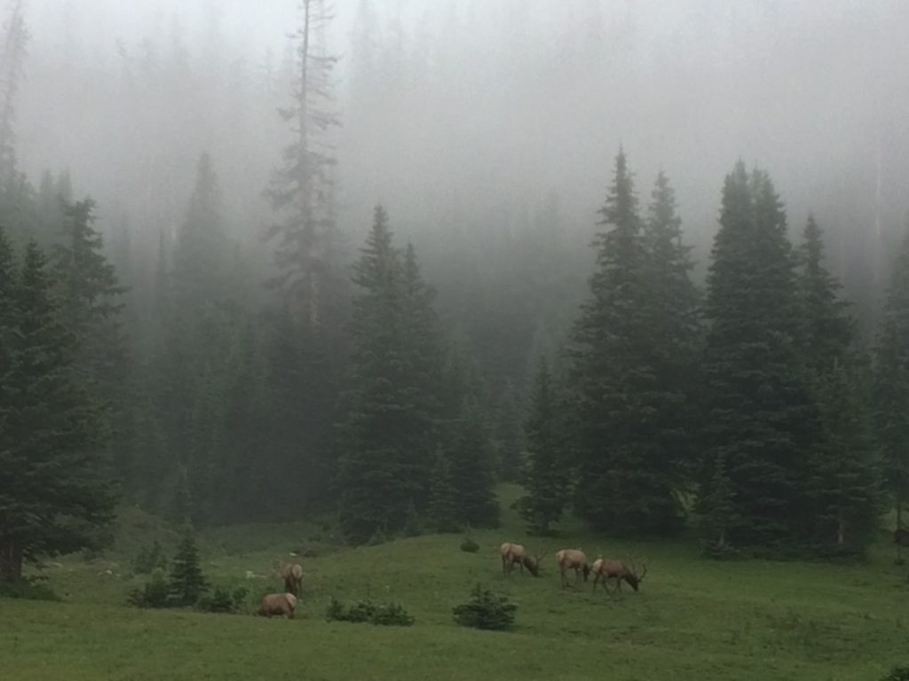 Elk by the Forest